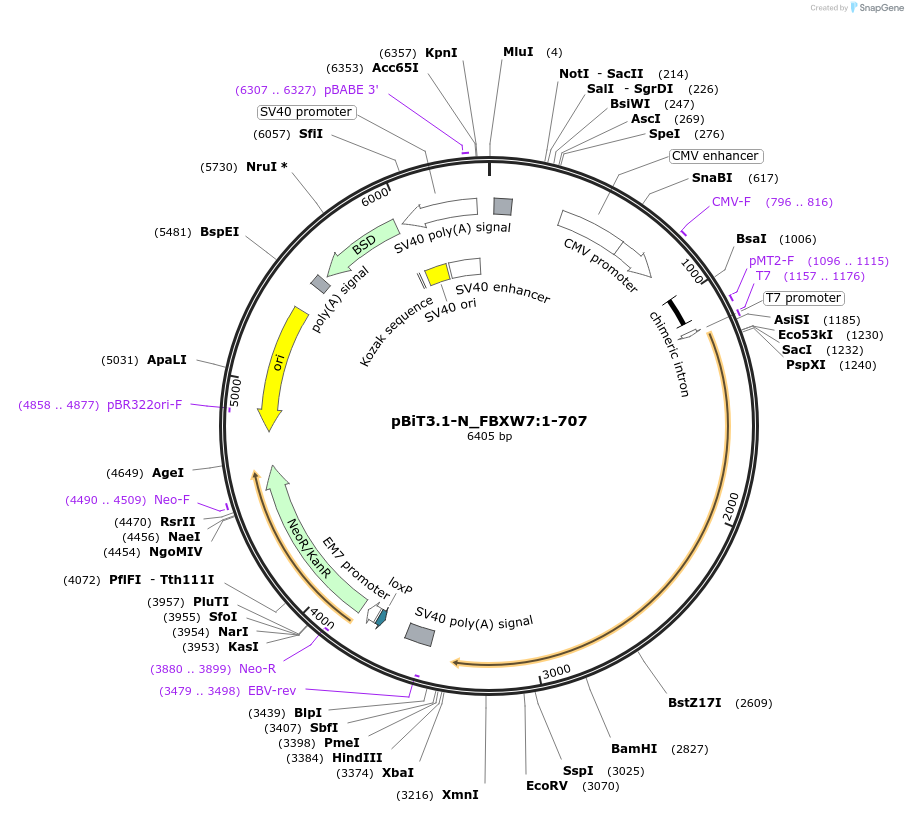 211099-plasmid-map-sequence-id-425983