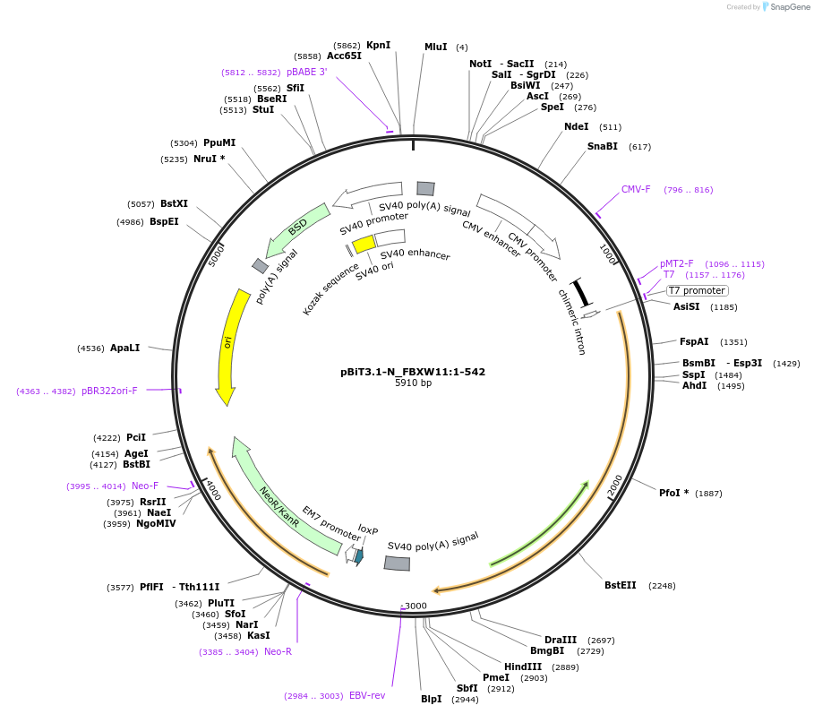 211100-plasmid-map-sequence-id-425984