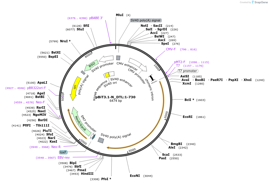 211102-plasmid-map-sequence-id-425986