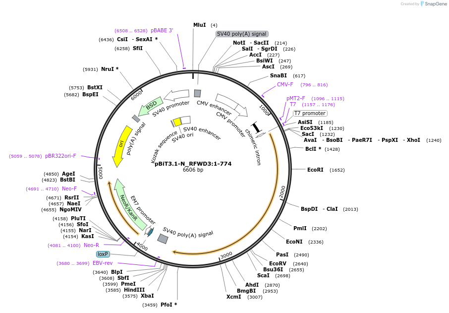211103-plasmid-map-sequence-id-425987