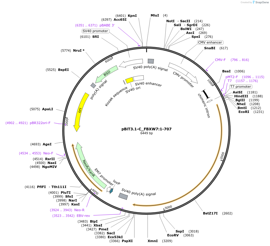 211104-plasmid-map-sequence-id-425988