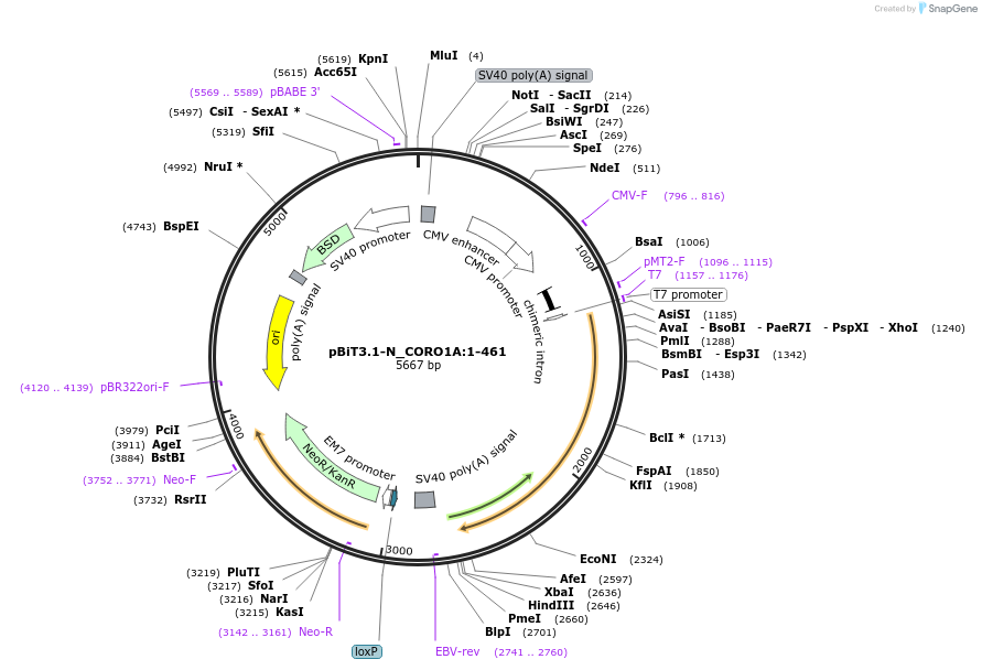 211111-plasmid-map-sequence-id-425995