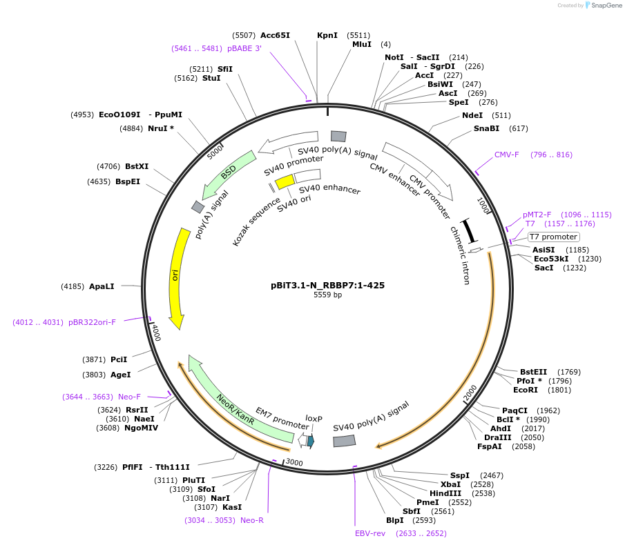 211113-plasmid-map-sequence-id-425997