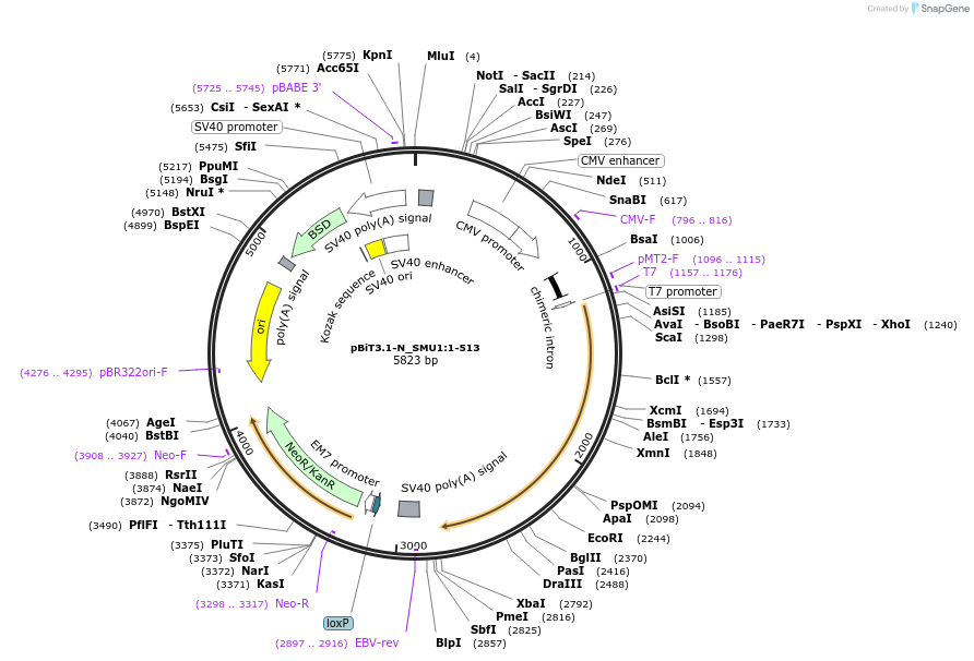 211114-plasmid-map-sequence-id-425998