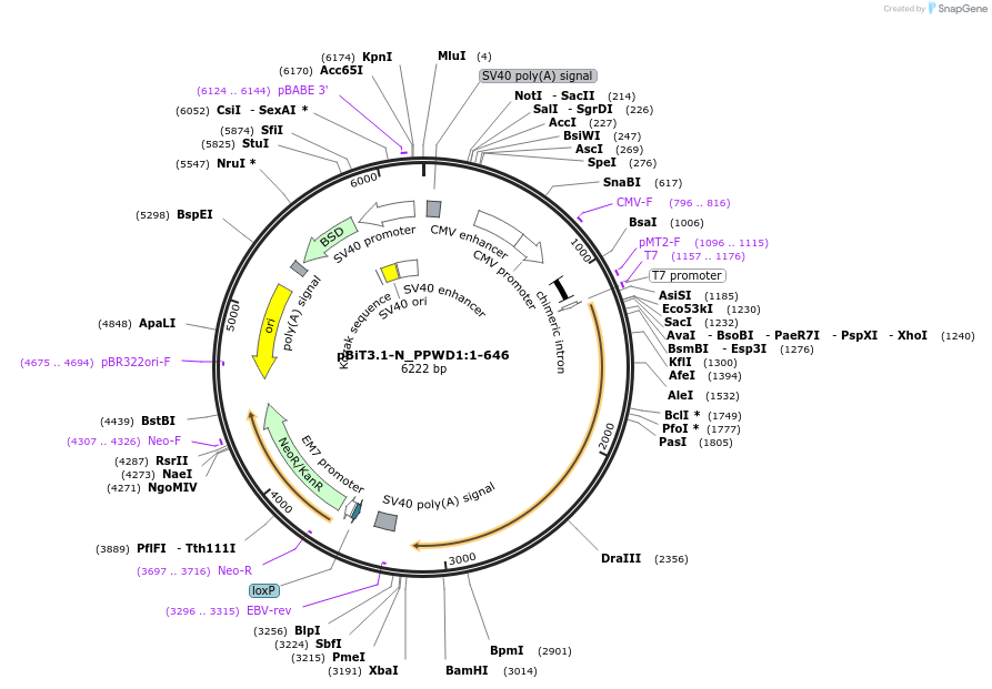 211116-plasmid-map-sequence-id-425999