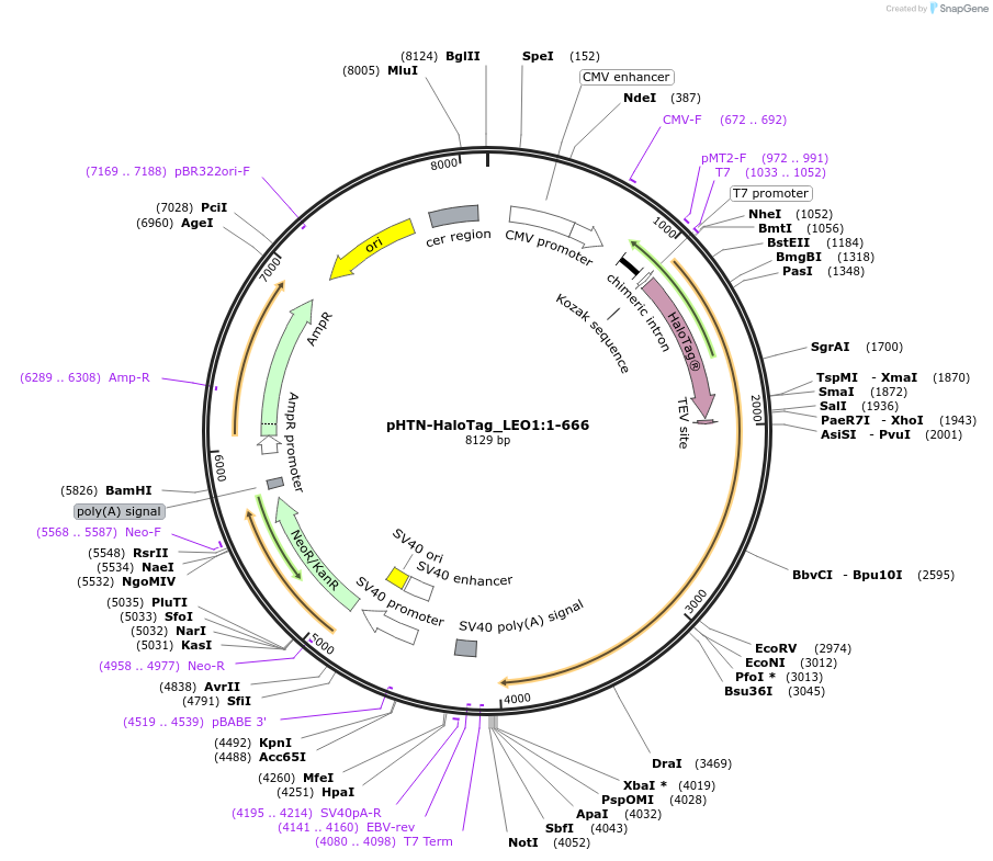 211073-plasmid-map-sequence-id-426001