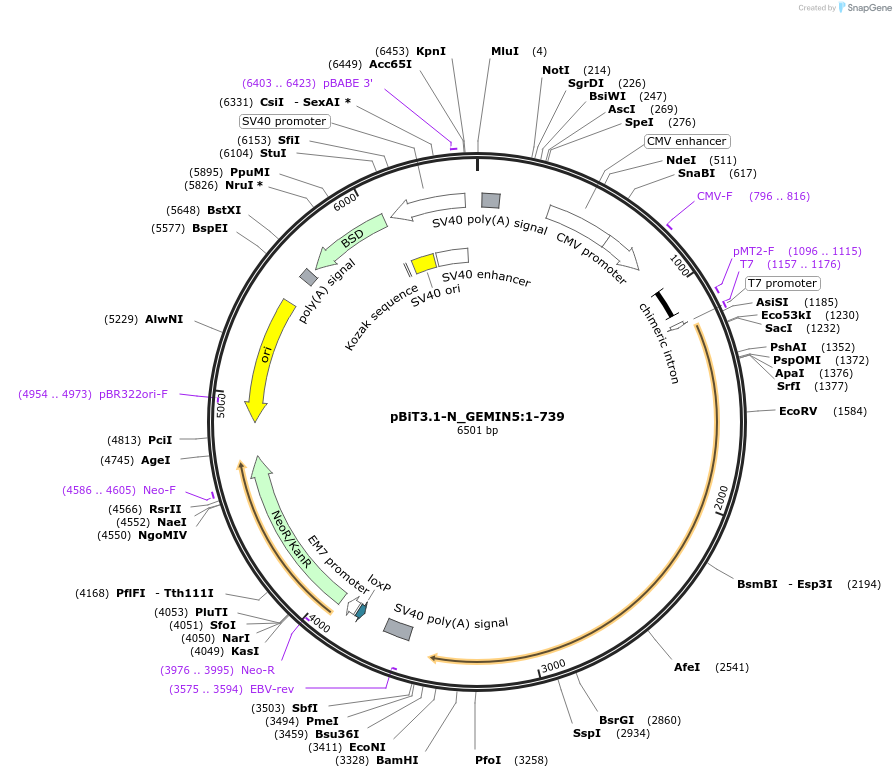 211124-plasmid-map-sequence-id-426007