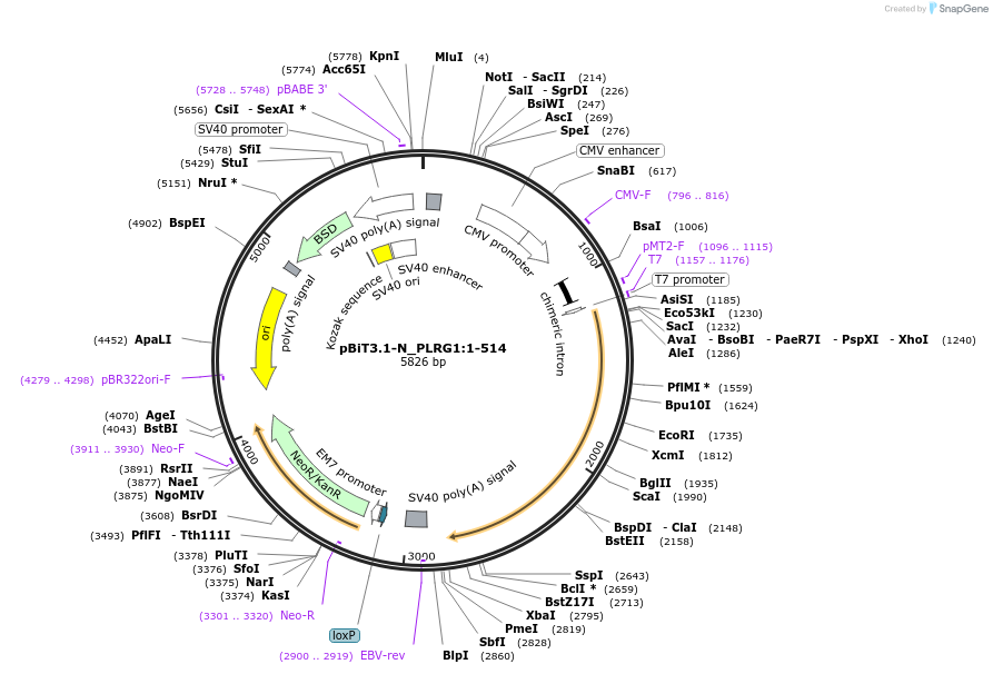 211125-plasmid-map-sequence-id-426008