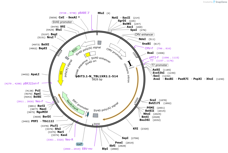 211126-plasmid-map-sequence-id-426009
