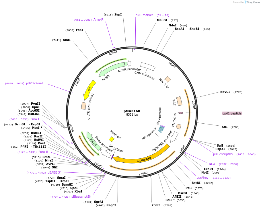 35043-plasmid-map-sequence-id-42601