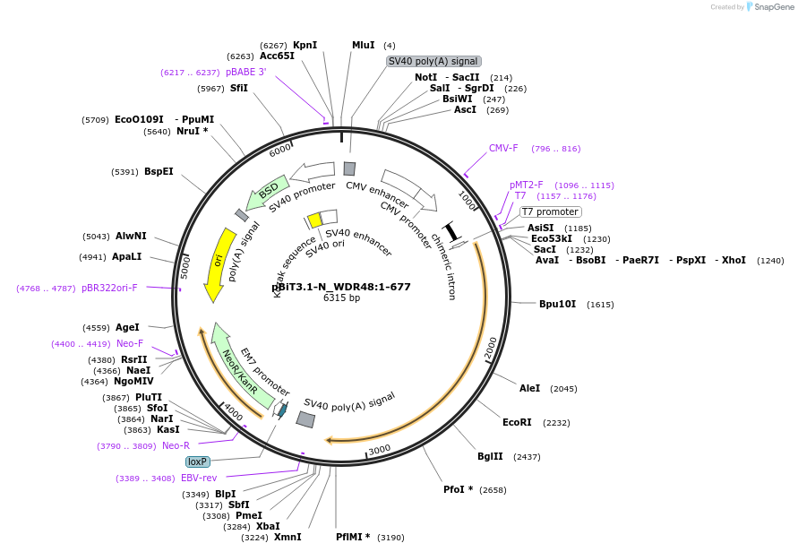 211127-plasmid-map-sequence-id-426010
