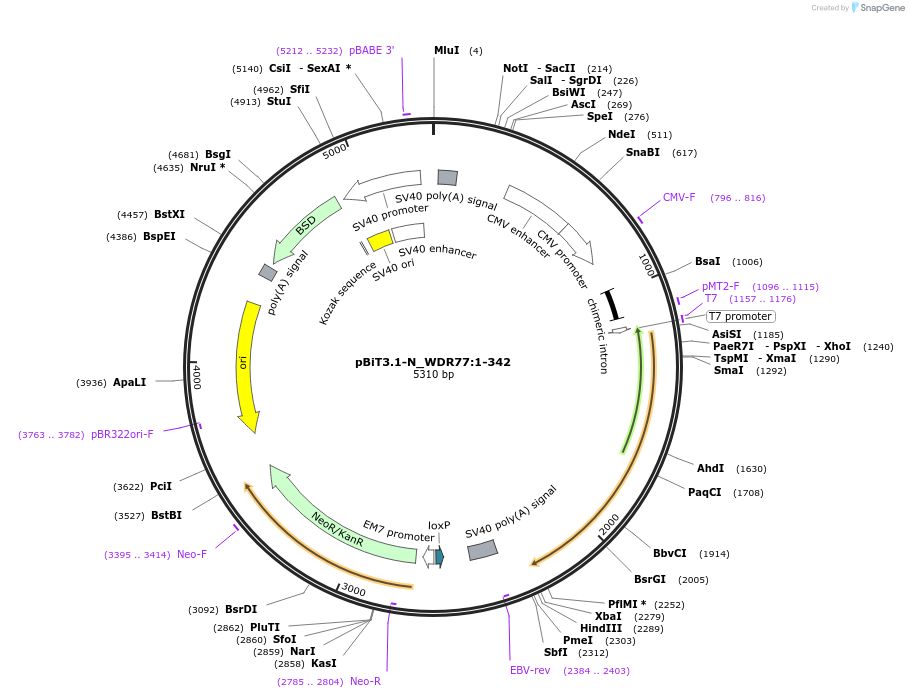 211128-plasmid-map-sequence-id-426011
