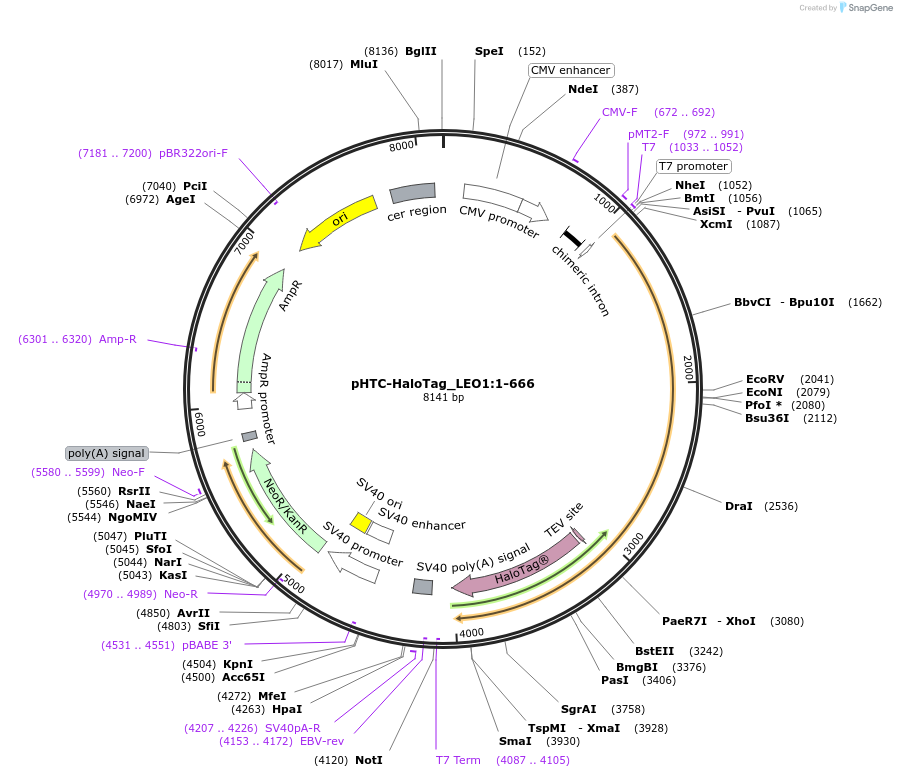 211074-plasmid-map-sequence-id-426014