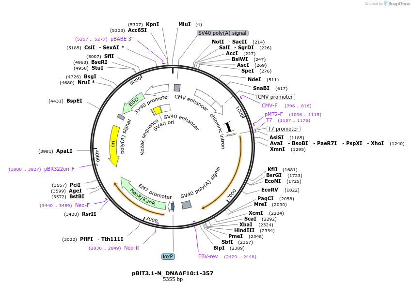 211138-plasmid-map-sequence-id-426019