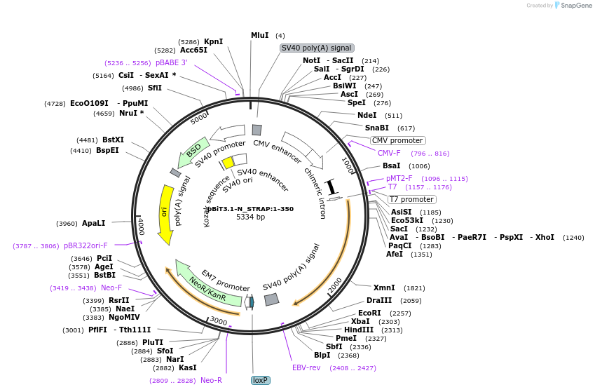 211139-plasmid-map-sequence-id-426021