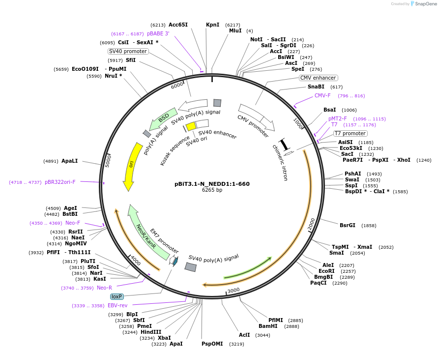 211140-plasmid-map-sequence-id-426022