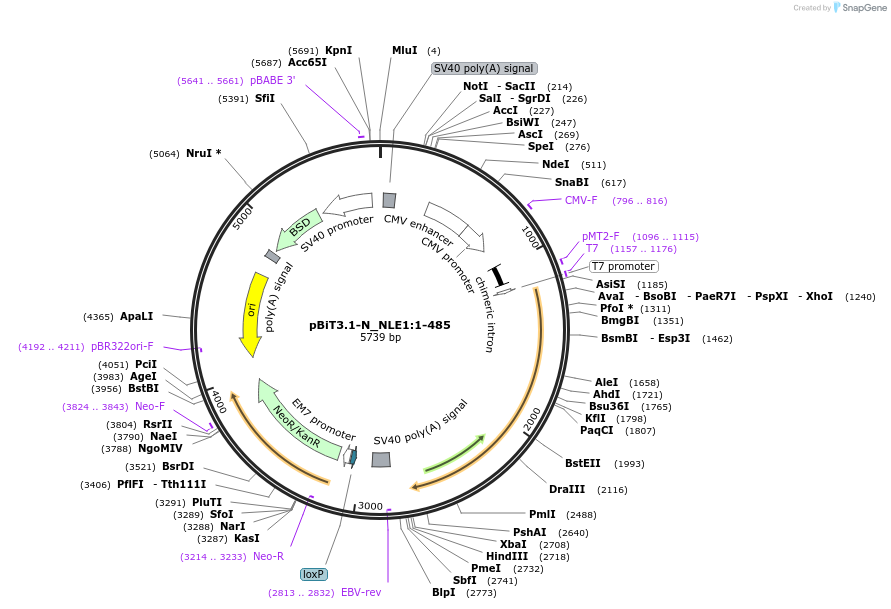 211141-plasmid-map-sequence-id-426023