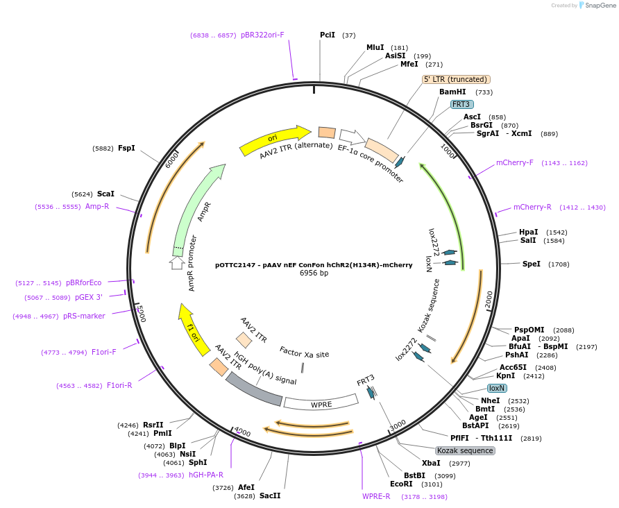 202545-plasmid-map-sequence-id-426029