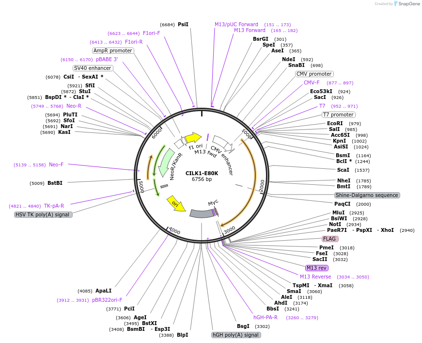 426031_map