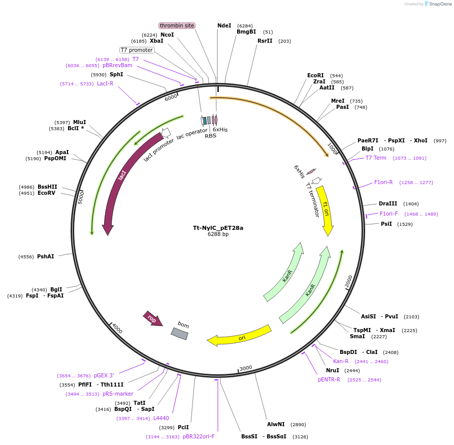 215431-plasmid-map-sequence-id-426033