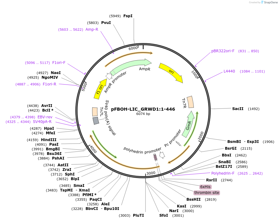 210876-plasmid-map-sequence-id-426046