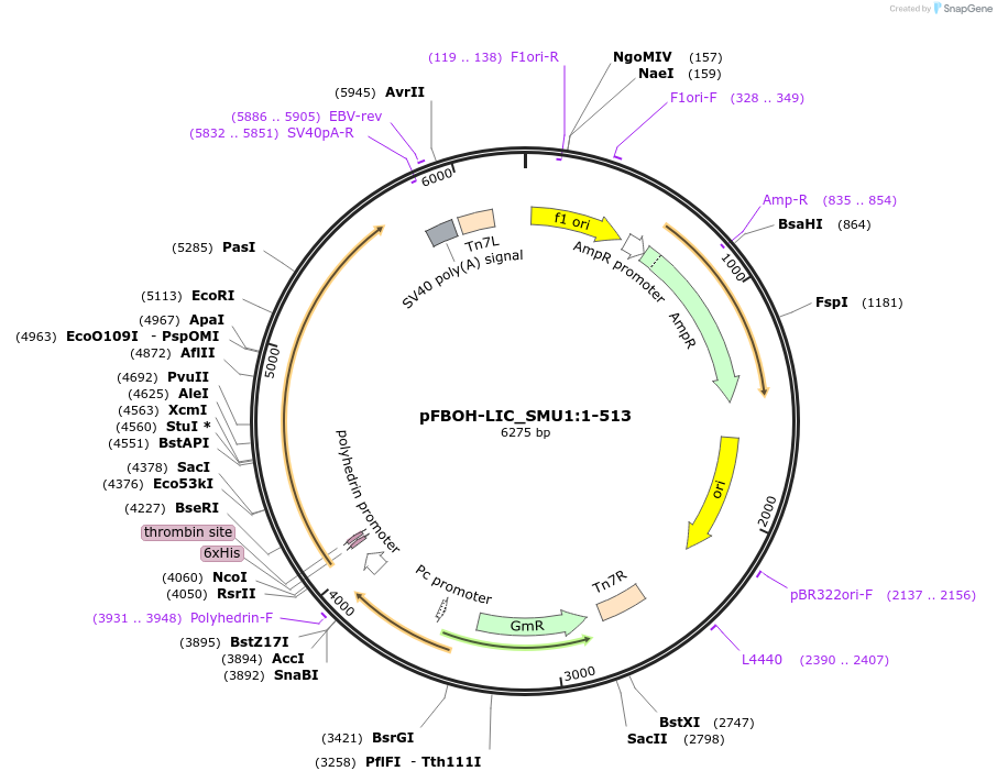 210877-plasmid-map-sequence-id-426048