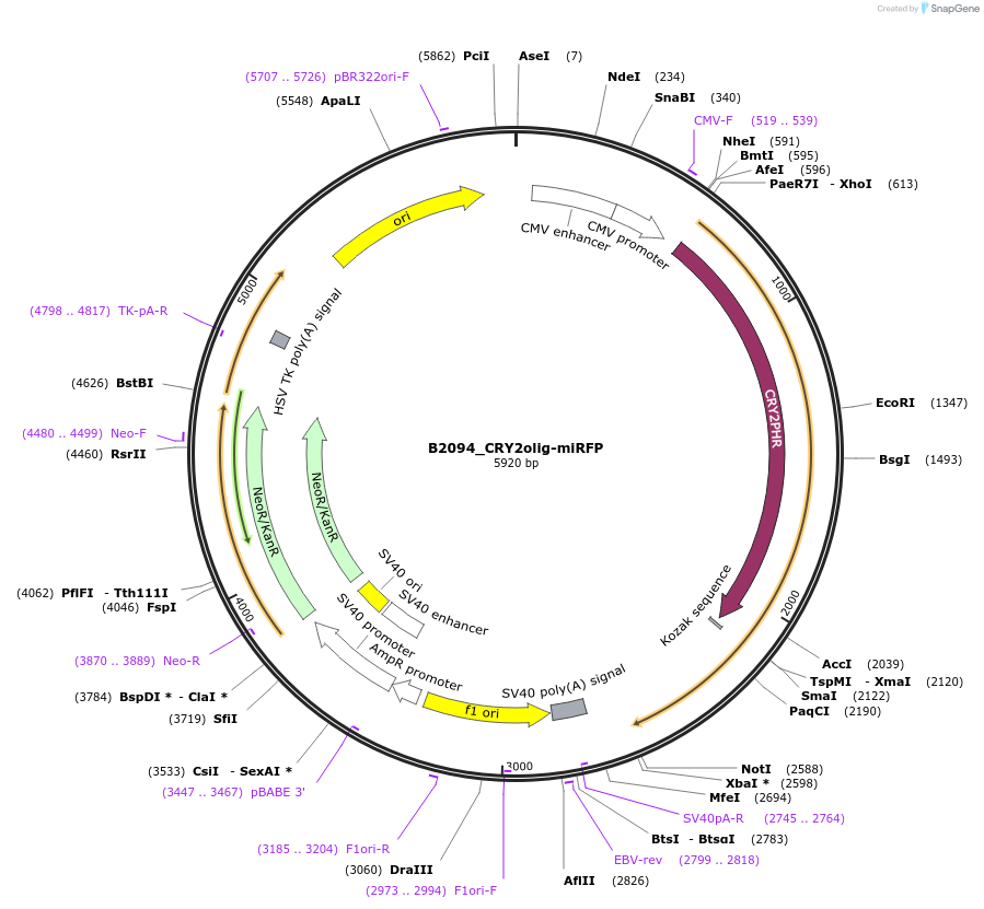 215114-plasmid-map-sequence-id-426057