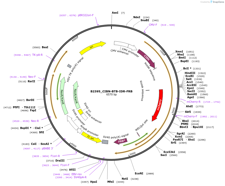 215107-plasmid-map-sequence-id-426060