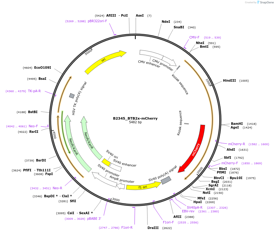 215097-plasmid-map-sequence-id-426061