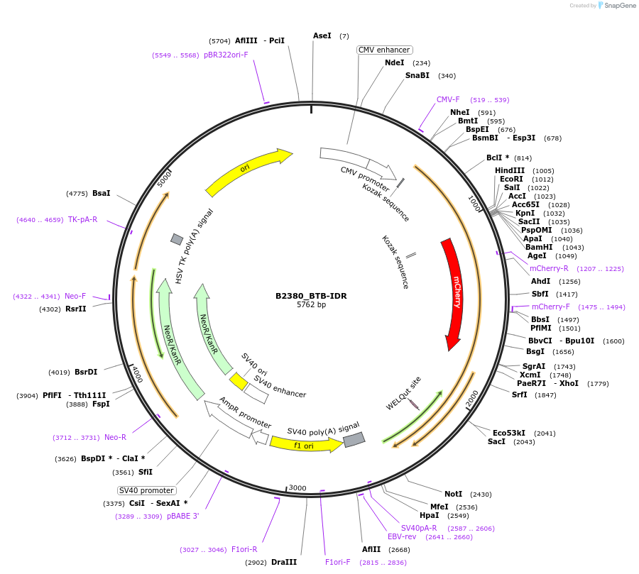 215098-plasmid-map-sequence-id-426062