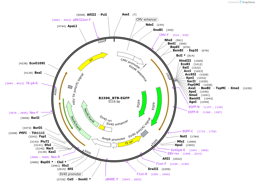 215099-plasmid-map-sequence-id-426063