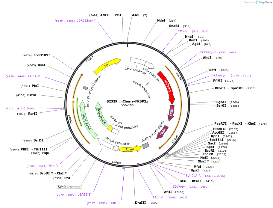 215103-plasmid-map-sequence-id-426072