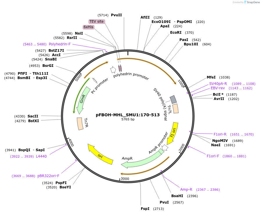 210882-plasmid-map-sequence-id-426079