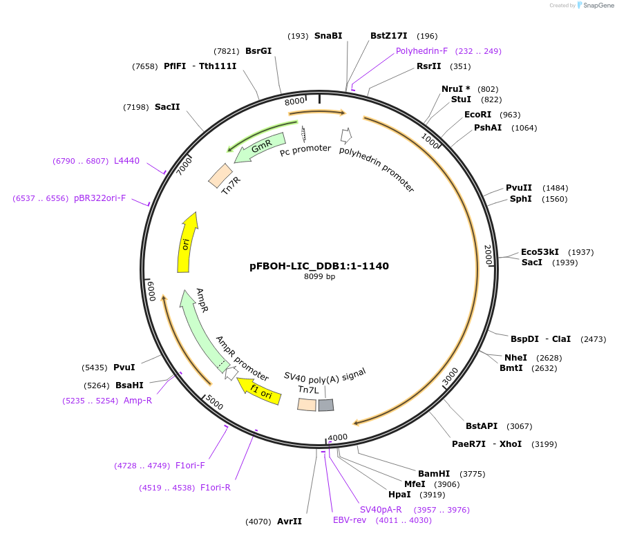 210886-plasmid-map-sequence-id-426080