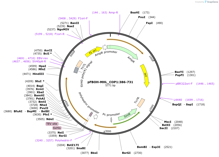 210887-plasmid-map-sequence-id-426082