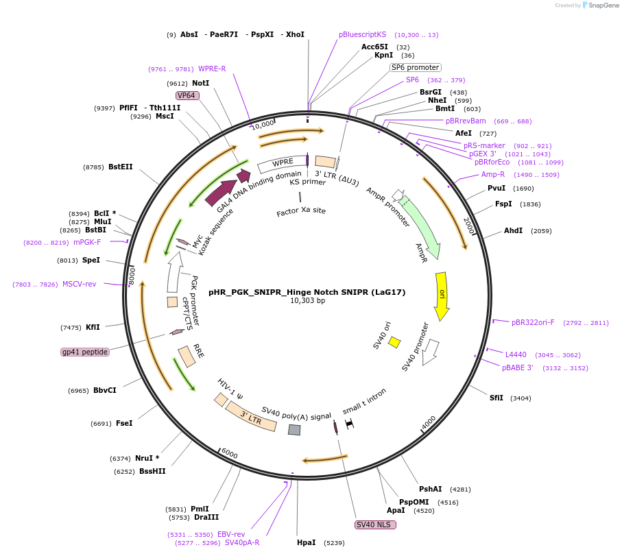 188380-plasmid-map-sequence-id-426083