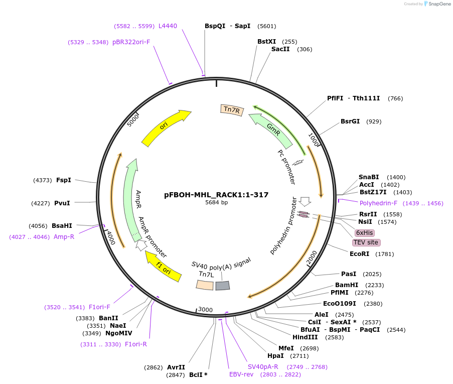 210890-plasmid-map-sequence-id-426084