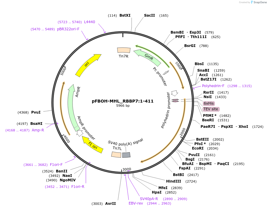 210898-plasmid-map-sequence-id-426089