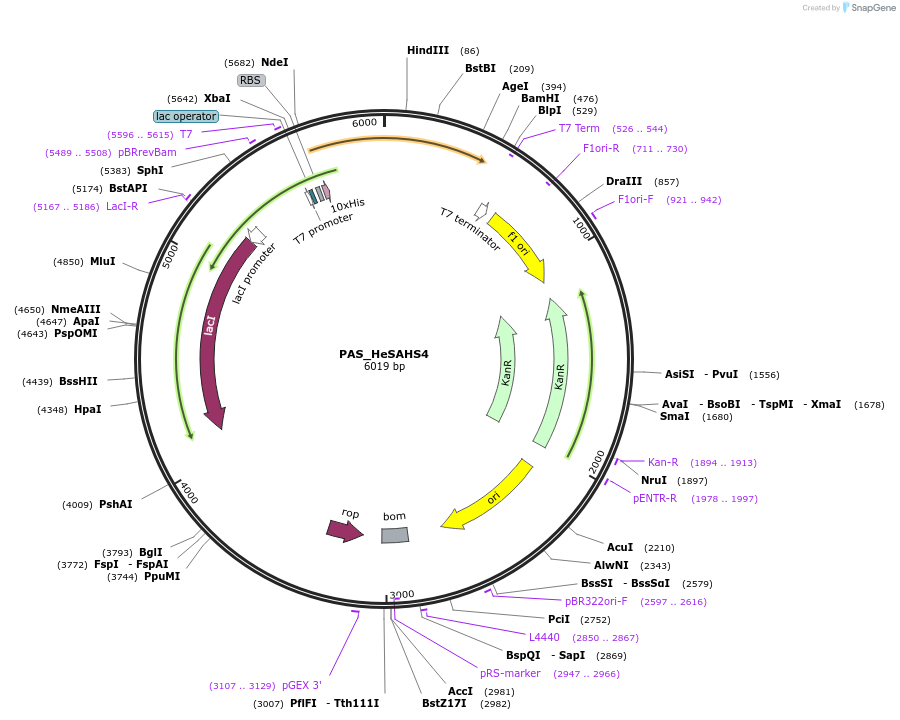 215648-plasmid-map-sequence-id-426093