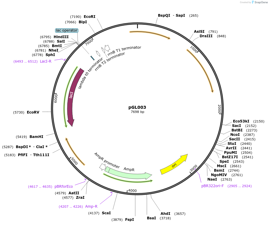 215335-plasmid-map-sequence-id-426095