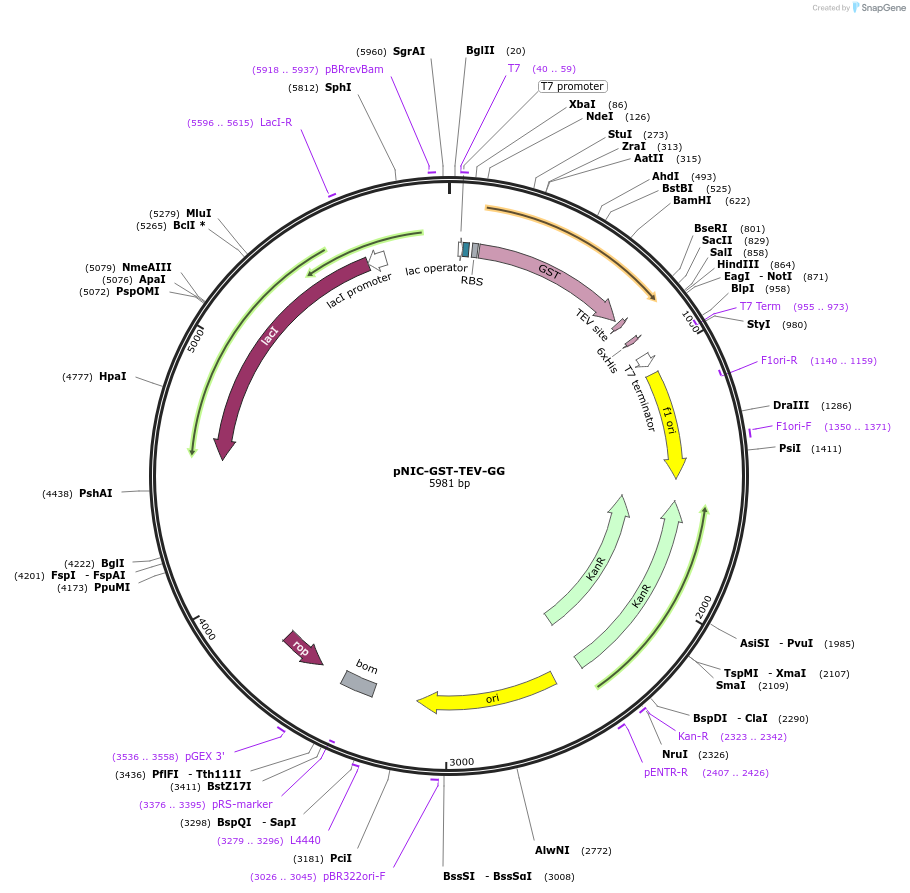215795-plasmid-map-sequence-id-426128