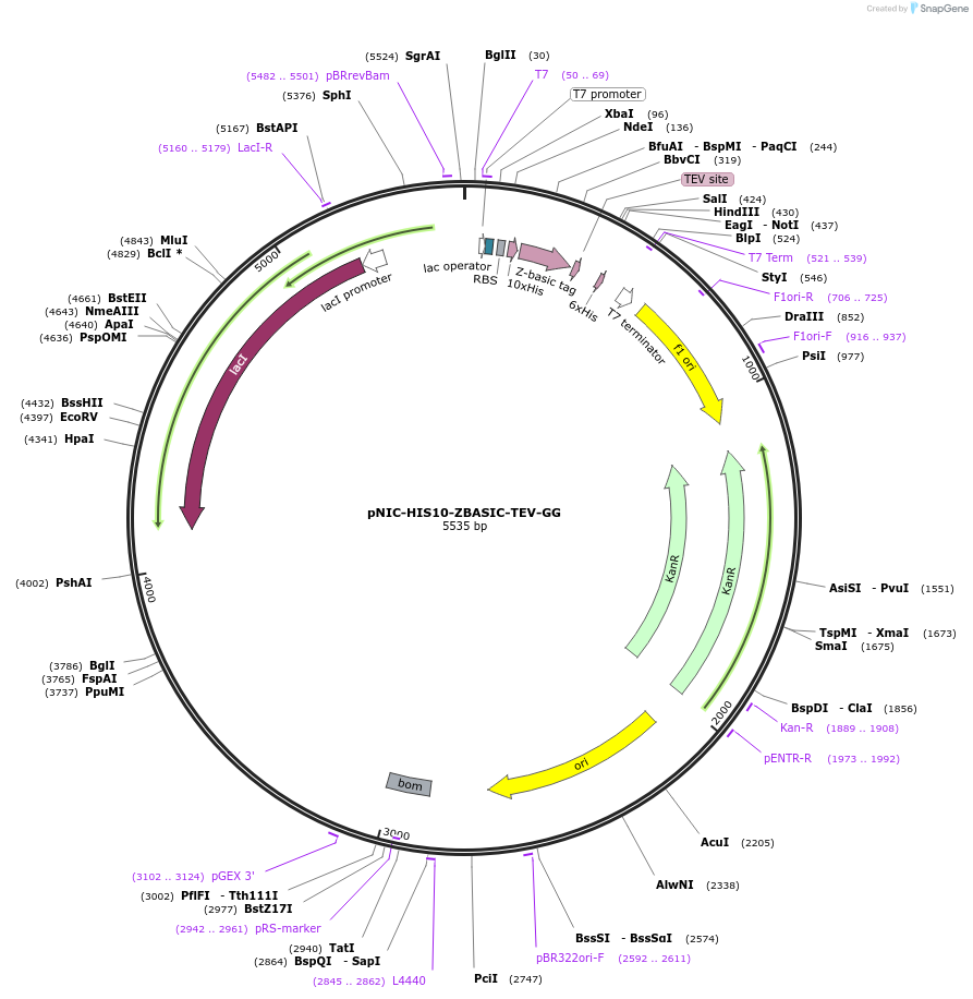215797-plasmid-map-sequence-id-426129