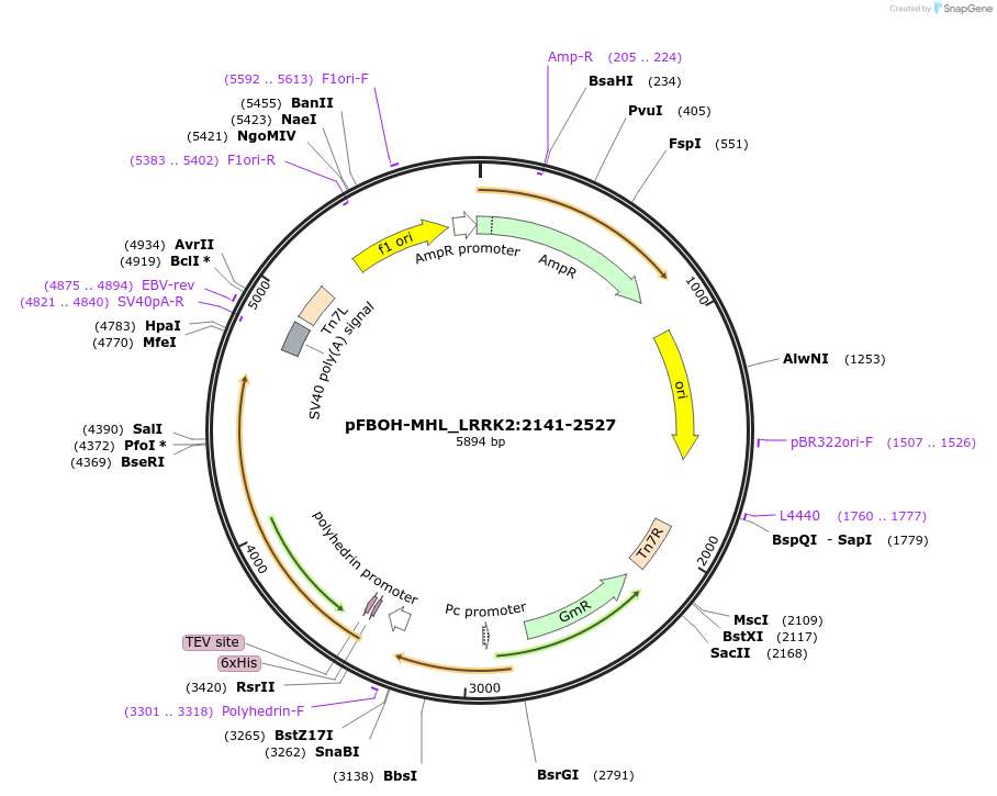 210899-plasmid-map-sequence-id-426130