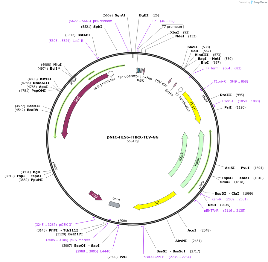215796-plasmid-map-sequence-id-426134