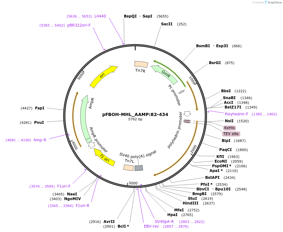 426135_map