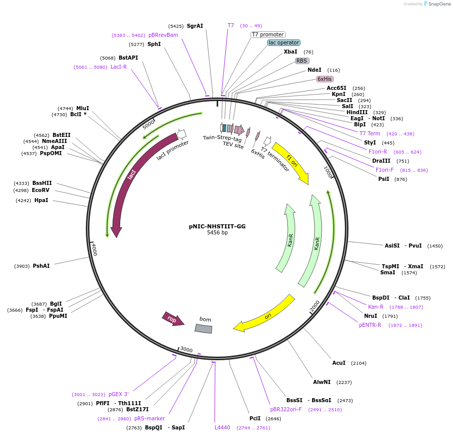 215789-plasmid-map-sequence-id-426137