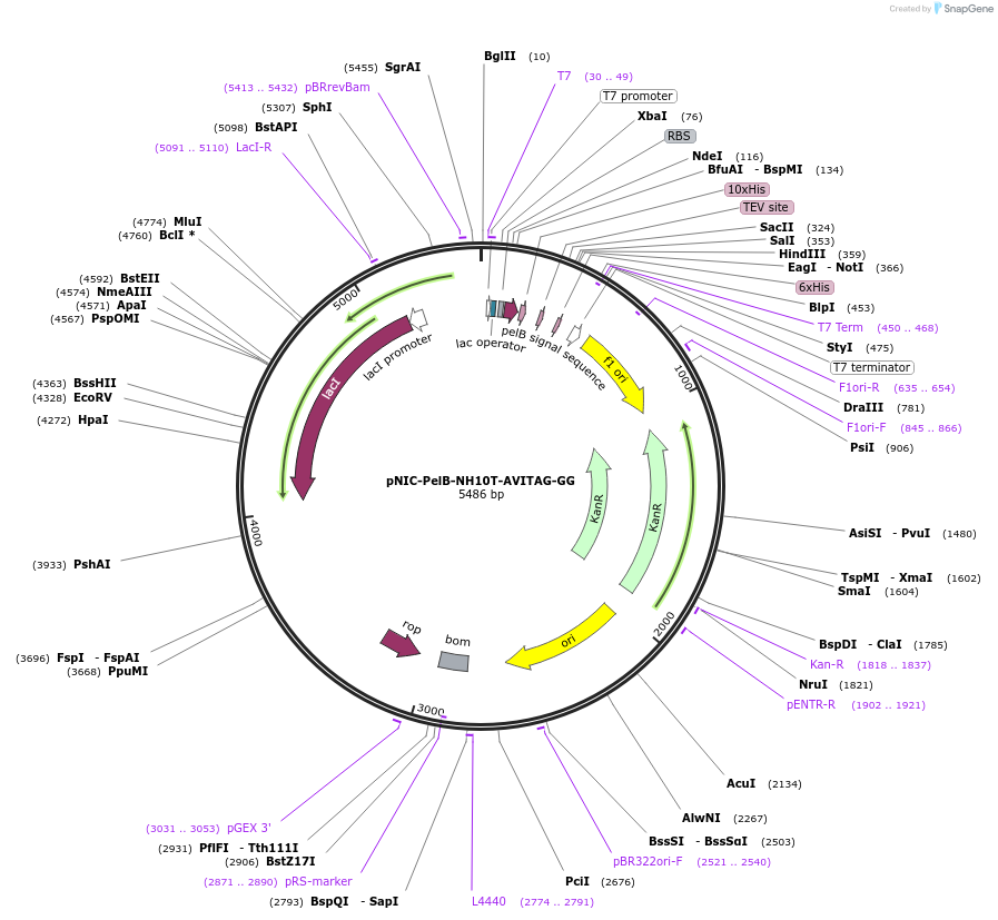 215793-plasmid-map-sequence-id-426140