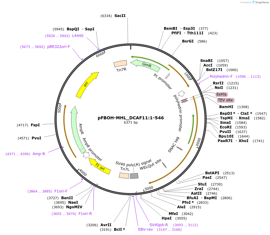 210907-plasmid-map-sequence-id-426141