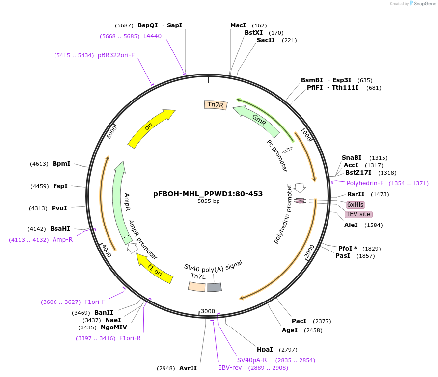 210911-plasmid-map-sequence-id-426148
