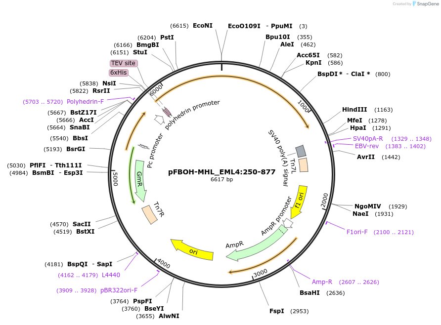 210914-plasmid-map-sequence-id-426151